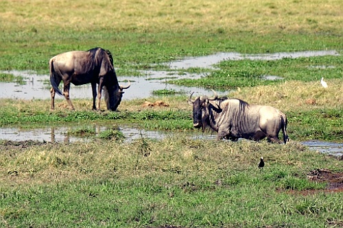 Kenia (169)